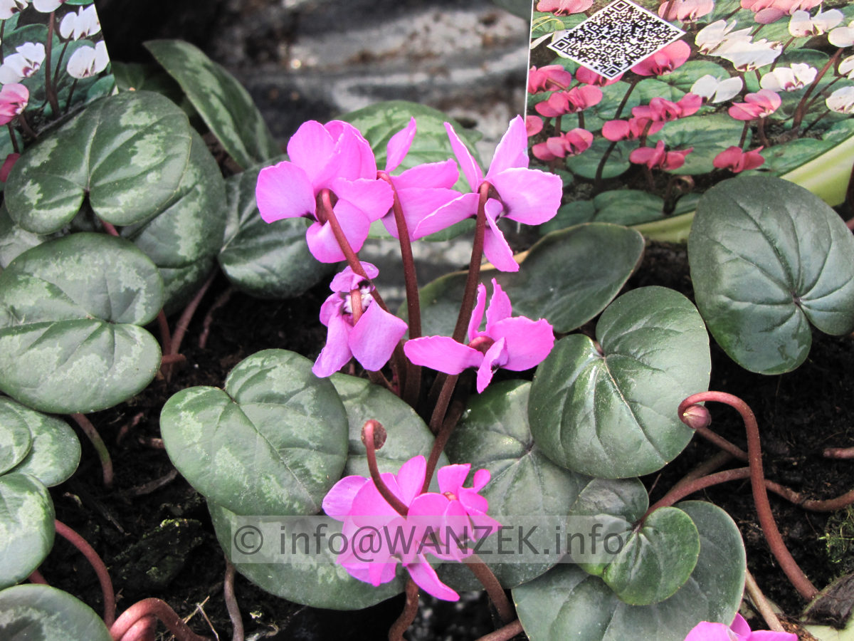 Cyclamen coum (rosa).JPG
